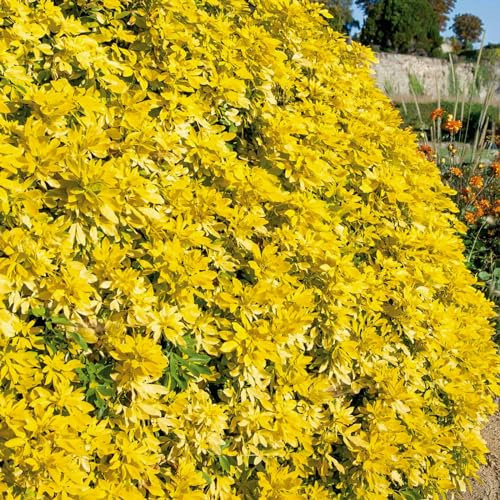 1 x Choisya Sundance in 9cm Pot - Mexican Orange Blossom - Evergreen Aromatic Shrub