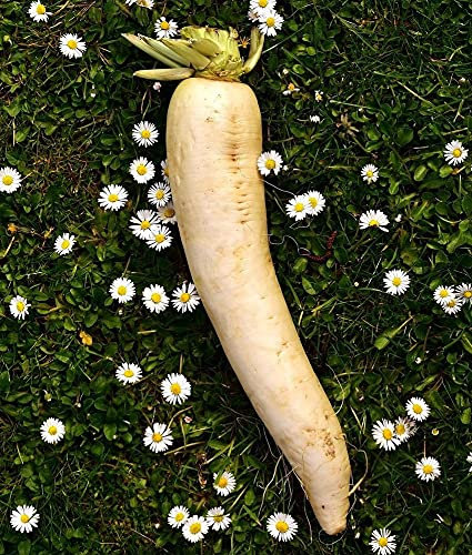 Batch of 500 Seeds of Turnip of Croissy - Tasty Variety with The Tender Heart - Develops Quickly - Sweet Taste - 100% Natural - Gustative Quality - 100% Reproducible