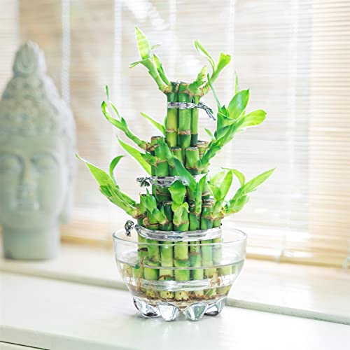 1 Lucky Bamboo Ribbon Plant 3 Tiers Tower evergreen indoor bonsai in Glass pot for feng shui