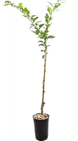 Limonero Natural Árbol Productor de Limones la Elegancia de la Naturaleza en tu Hogar
