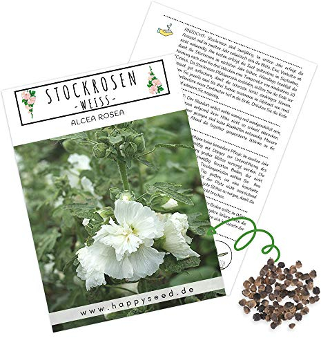 Stockrosen Samen zweijährig (Alcea Rosea, 100 Korn) - Wunderschöne Rosen mit langer Blütezeit für besondere Akzente in Ihrem Blumenbeet (Weiß)