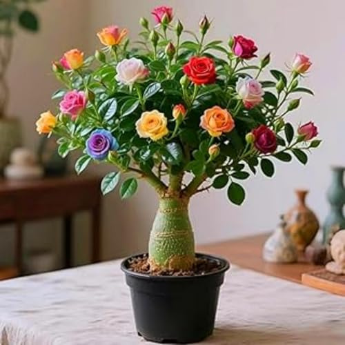 Farbenfrohe Wüstenrose-Rhizom eignet sich perfekt für die Gestaltung von Terrassen, Balkonen und Innenräumen-4 Rhizome-F