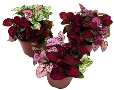 BubbleBlooms Tricolor Hypoestes phyllostachya 2 inch Set of 3 Flamingo Polka Dot Plant Red White and Pink Tiny Mini Pixie Plants