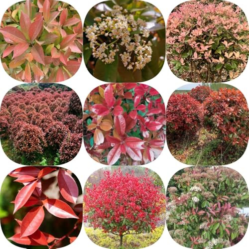Semi di Photinia Red Robin ornamentali resistenti vecchie varietà giardino di esotico raro siepe, resistenti decorazioni giardino 1000pcs