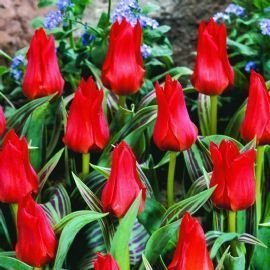 HomeAndGarden.UK Pack de 25 Rouge Tulipe chaperon rocaille Miniature Fleurissent au printemps