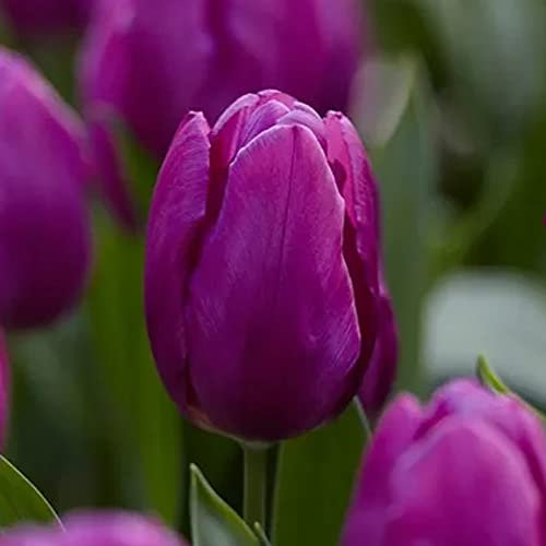 7 x Tulipa Single Early Purple Prince - Symbol of Spring – Perennial - Traditional Garden Tulip – Spring Flowering Bulbs - Large Flowers & Strong Stems - for Your Beautiful Garden
