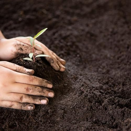 Sustrato Universal DECOALIVE para Plantas de Todas las Variedades Saco 10 Litros