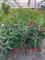 Oleander Pflanze, Rosa-Rote Blüten, Winterhart, 70-100 cm Topfpflanze, Für Garten und Gewächshaus