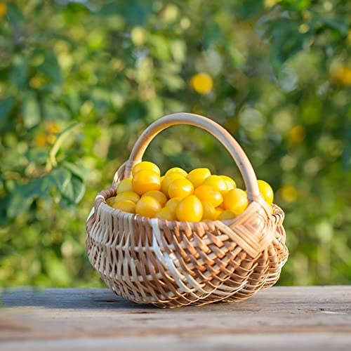 pflaumenbaumsamen kaufen - säulenobstbäume hochbeet balkon zwetschgenbaum garten exotische winterhart 5pcs