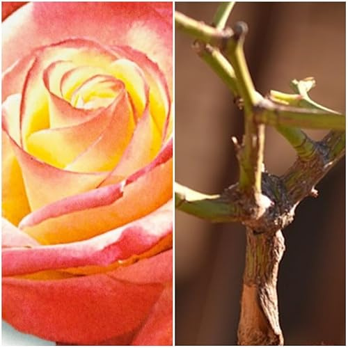 Planta natural Rosal de Flor Bicolor, 30-40 cm. Flores muy aromaticas. Atrae polinizadores, decora el jardín y mejora el bienestar emocional. Segura Garden
