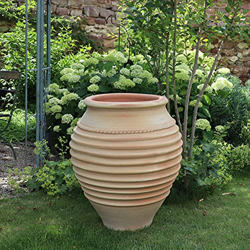 Palatina Werkstatt mediterrane terrakotta Amphore, 70 cm, frostfest hochwertige Pflanzamphore für den Garten, Terrasse Balkon, Ficus 70