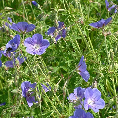 6 x Géranium vivace 'Blue Blood' - Geranium 'Blue Blood' - Godet 9x9cm - Bleu intense, floraison prolongée, massifs