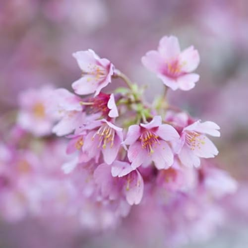 Plant Theory 2m - 2.5m Okamé Ornamental Cherry Blossom Tree Prunus × Incam 9L Pot