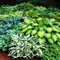Hosta Plantas decorativas Plantas bulbos Flores para jardin naturales Planta perenne 5x Rizomas Hosta 5x Mix