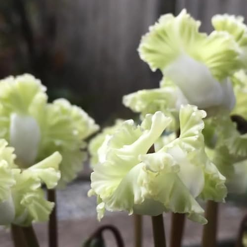 Semi di ciclamino, copertura del terreno da giardino roccioso per luoghi soleggiati rare decorazione floreale 100pcs