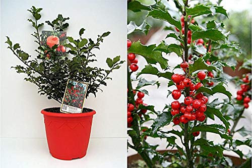 Ilex meserveae Blue Princess ® - Weihnachts-Ilex - immergrüne Stechpalme - im Dekotopf - 30-40cm Verpackungseinheit 1