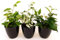 POWERS TO FLOWERS - FICUS BENJAMIN TRIO VASO 11, piante vere
