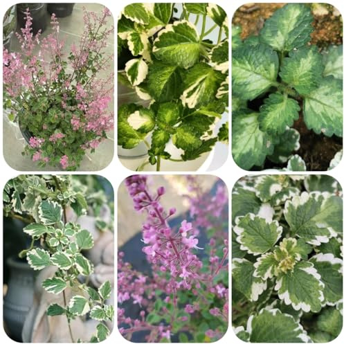 semi di plectranthus to perenni plectranto resistenti selvatici da balcone perenne resistente tappezzante 250pcs