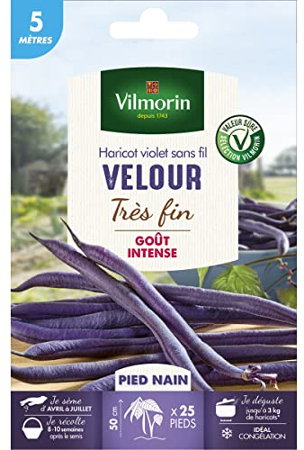 Vilmorin - Semi di fagiolo viola senza fili VELOUR molto fine - 5 metri