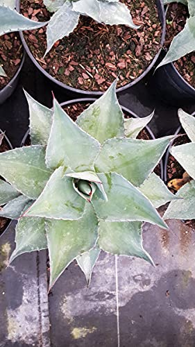 Agave ovatifolia/Conteneur de 2 à 2.9 litres