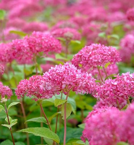 Zwerg-Hortensie Mauvette 40-60cm - Hydrangea arborescens