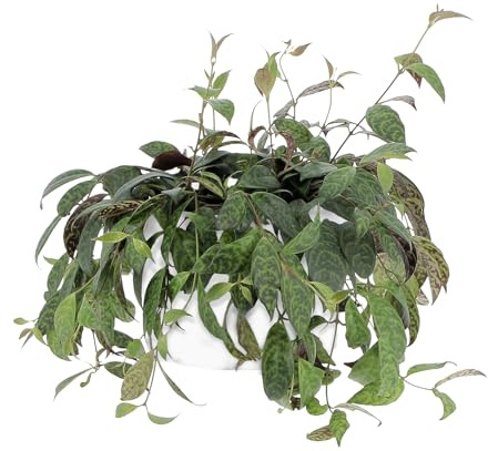 KENTIS - Aeschynanthus Marmoratus - Pianta Eschinanto - Piante Pendenti Vere da Interno - Pianta Ornamentale da Appartamento - Vaso Ø 17 cm