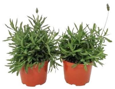 Plantas de Espliego - Pack 2 Unidades - Lavandula - Plantas de Lavanda Flores Naturales