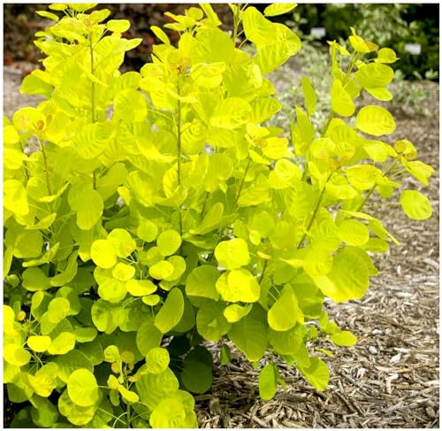 GrowOn Shrubs Smoke Tree Cotinus Coggygria 'Golden Spirit' | Deciduous Shrub | Outdoor Garden Ready Plant | Summer and Autumn Flowering | Green Flowers