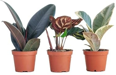 PLNTS - Zimmerpflanzen, Pflanzen Echt, Nachhaltige Verpackungn Set Indoor Einfach - Ficus Robusta, Ficus Tineke, Calathea Makoyana - Topf Ø 6cm - Direkt von der Gärtnerei
