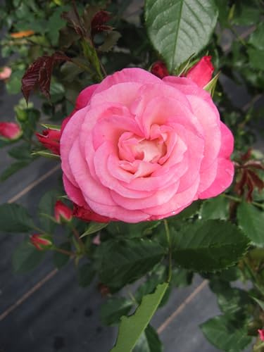 Beetrose Xenia ® - Rosa Xenia ® - Kordes Rose - ADR Rose