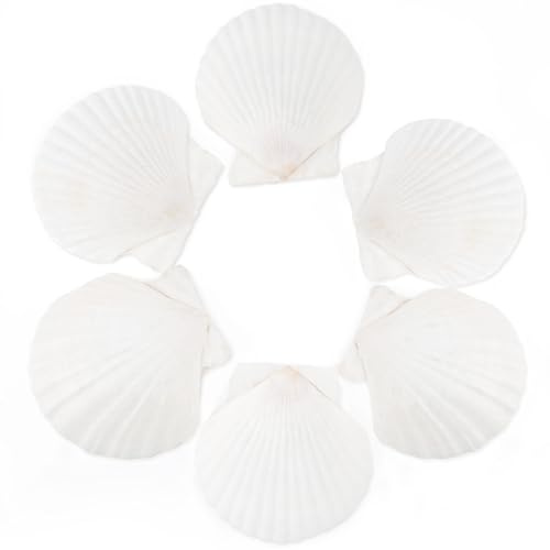 HOHUCRAB 6pcs 4-5inch Scallop Shells for Crafts, Natural Large Scallop, Sea Shells for Crafting, Seashells Beach Decorations for Home, Beaching Wedding Decoration