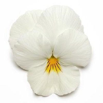 15 Semi Viole del pensiero Fredda Onda di Bianco (Aggiungendo Viole del pensiero) Coolwave Pansies