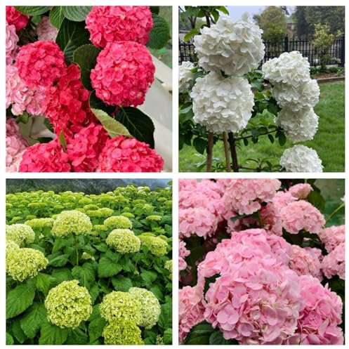 Hardy Perennial,Hydrangea Plants UK, Excellent Display Hydrangea Bulbs Ornamental Plants Hardy Easy to Grow Suitable for Indoor Gardens -2bulbs-A