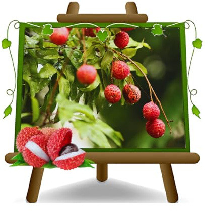 EURO PLANTS VIVAI Litchi o Ciliegia Cinese Pianta da Frutto Esotico | Kway May Pink Litchi Chinensis - Vaso 18x35 cm Altezza 55 cm (fuori vaso)