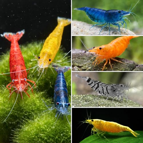 Neocaridina davidi – 20 Crevettes Naines Vivantes d'aquarium – Invertébrés Eau Douce – Mix de Couleurs Sélectionnées – Idéales Débutants – Élevage Français – Expédition Garantie