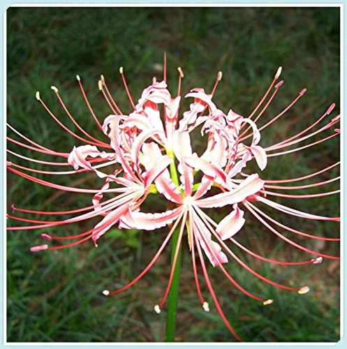 Lycoris Radiata Bulbi, Compatti, Robusti, Vitali- Freschi, Naturali-8 Bulbi