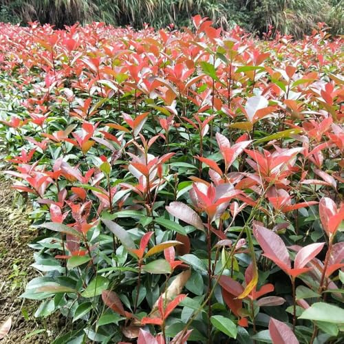 Photinia red robin - balcone parterre di semi decorativi di balcone semi 100pcs