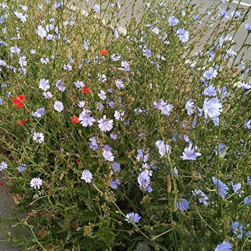 Blumixx Stauden Cichorium intybus – Wegwarte, blau blühende Gartenstaude, winterhart & pflegeleicht, bienenfreundlich, für Naturgarten & sonnige Beete