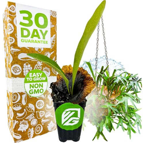 Wellspring Gardens Staghorn Fern Netherlands Live Starter Plant - Playtcerium bifurcatum - Easy Houseplant for Indoors and Outdoors - Tropical Ferns in Pots or Mounted - Great for Gardens & Planters