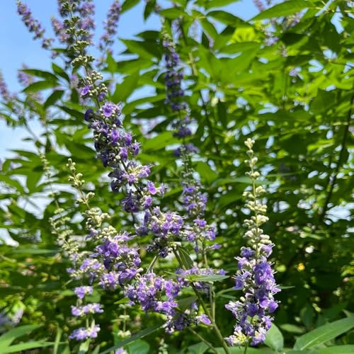 semillas de lavanda - lavanda para balcón de medicinales, interior balcón jardín de perennes 250pcs