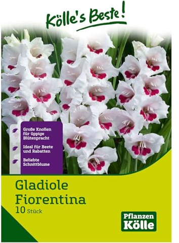 Gladiole 'Florentina'®, weiß, 10 Blumenknollen