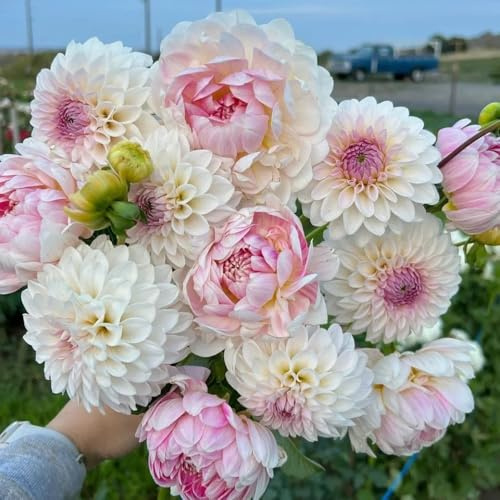 5bulbi tuberi di dalia resistenti, esotiche di dalia rare, balcone di resistenti, giardino da balcone, decorazione