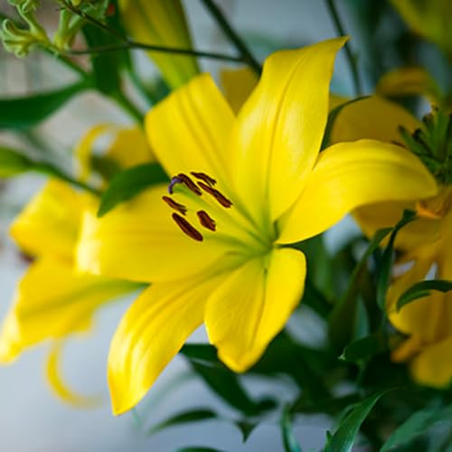 Bulbes de LILIUM (LYS) | Bulbes des meilleurs producteurs néerlandais | Sélection exclusive et contrôle qualité | Floraison garantie. (2 Lys Jaunes)