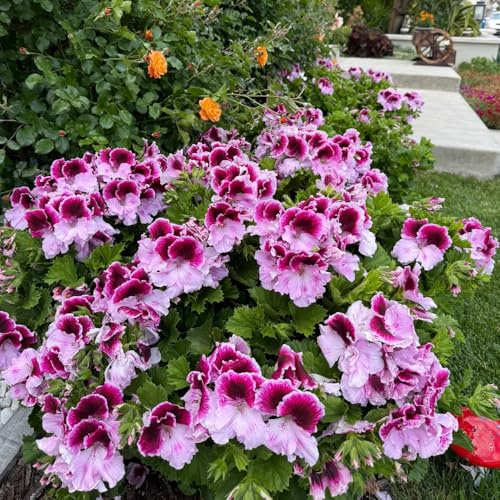 geranien - bio pflanzensamen kletterpflanzen zimmerpflanze bodendecker stauden blumensamen mehrjährig winterhart hochbeet balkongarten winterharte kübelpflanzen exotische 800samen