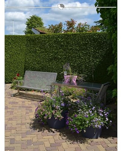 Lebensbaum Thuja Brabant 140-160 cm. Angebot: 50 Koniferen. Thujahecke - Sichtschutz-Hecke