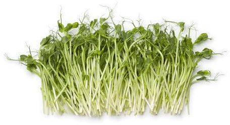 Vegetable - Pea (Salad Shoots) - Sprouting Pea Serge - 2000 Seeds - Large Pack