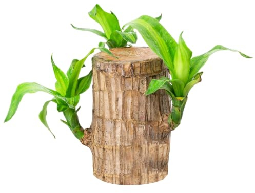 Genérico Planta De Madera Brasileña, Madera De La Suerte Brasileña, Planta Hidropónica En Maceta, Bambú De La Suerte Brasil, Brotes Purificadora Aire para El Hogar
