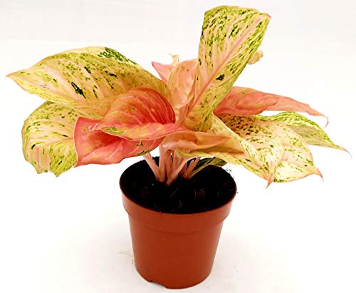 POWERS TO FLOWERS - AGLAONEMA BIDADARI, vaso 16cm, pianta vera