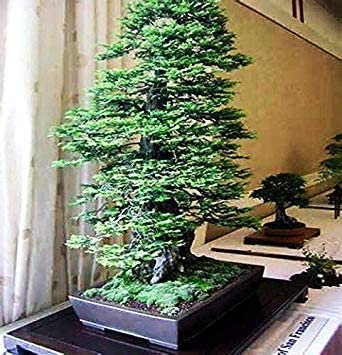 Germinazione I Semi: 60 Composizione: Sequoia della sequoia della costa della California più Alto del Mondo!:Grani