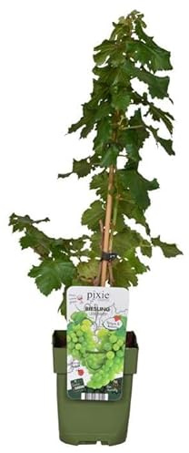 Vitis Pixie ‚Riesling‘ – Zwerg-Weinrebe, kompakt 50–70 cm, winterharte Mini-Weintraube für Garten & Kübel